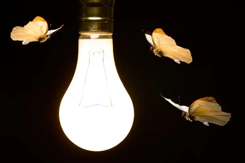 Butterflies fluttering around a glowing light bulb while considering if LED lights attract bugs - Do LED Lights Attract Bugs? - Vorlane - Vorlane
