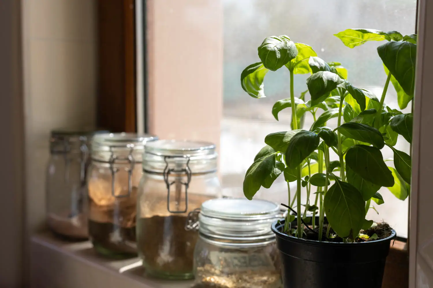 Sunlit basil plant thriving indoors demonstrating effective indoor plant lighting strategies - Indoor Plant Lighting 101 For Healthy, Thriving Plants - Vorlane - Vorlane